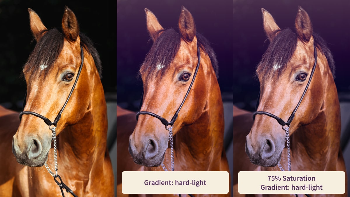 Three horses, one without filters, one with a gradient, and one with desaturation and a gradient