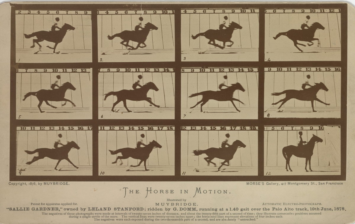 12 photographs of a horse running from the side where one of the pictures has all four legs tucked up off the ground